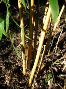 Phyllostachys bambusoides Castillonis